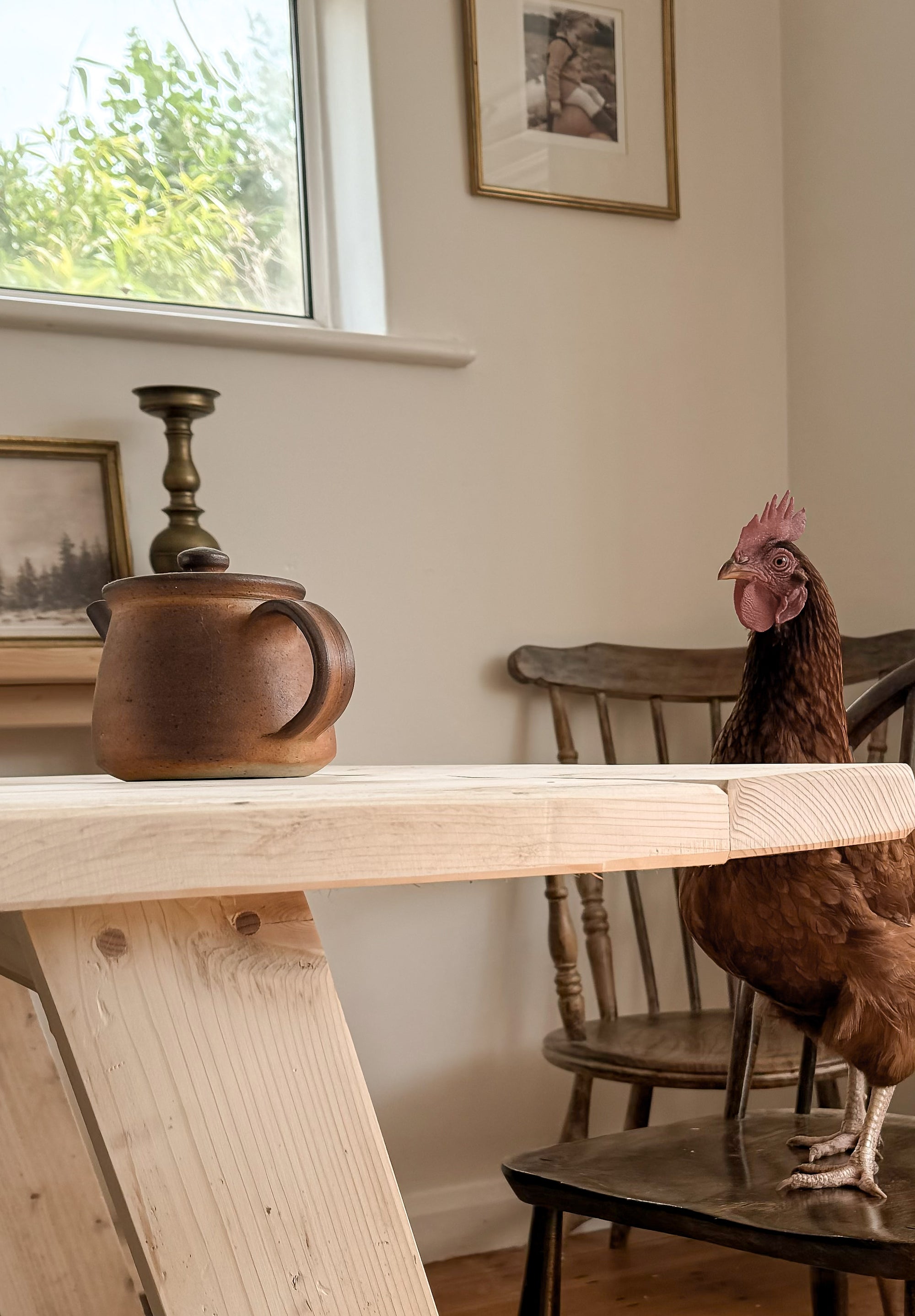 Chicken sitting at the end of the rustic dining table with bench